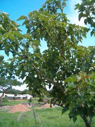 Jatropha tree at