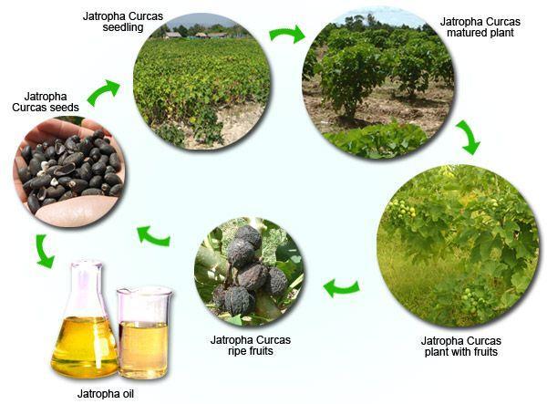 Current production of biodiesel from jatropha seeds is commercially negligible.