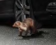 05 Marten deterrent Small animals with a big impact: if martens chew on a vehicle s ignition cables or electric systems, they can leave it at risk of breaking down, leading to expensive repairs.