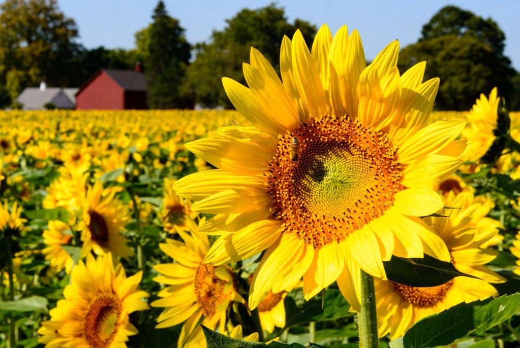 For me, an essential part of late summer is finding a field of sunflowers to photograph.
