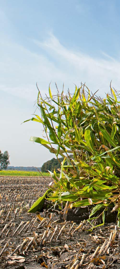 Efficient maize harvesting is an art. JAGUAR front attachments Built to meet the challenge.