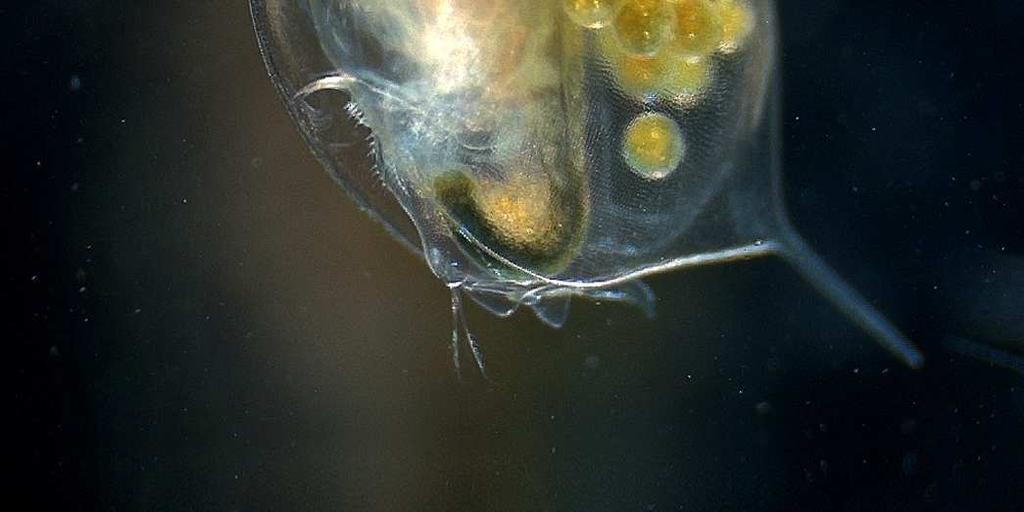 Po habitatu se ločujejo na planktonske in bentoške, po načinu prehrane pa na filtratorje in plenilce. Največja razlika je, da imajo plenilske vrste veliko bolj razvite oči kot filtratorske.
