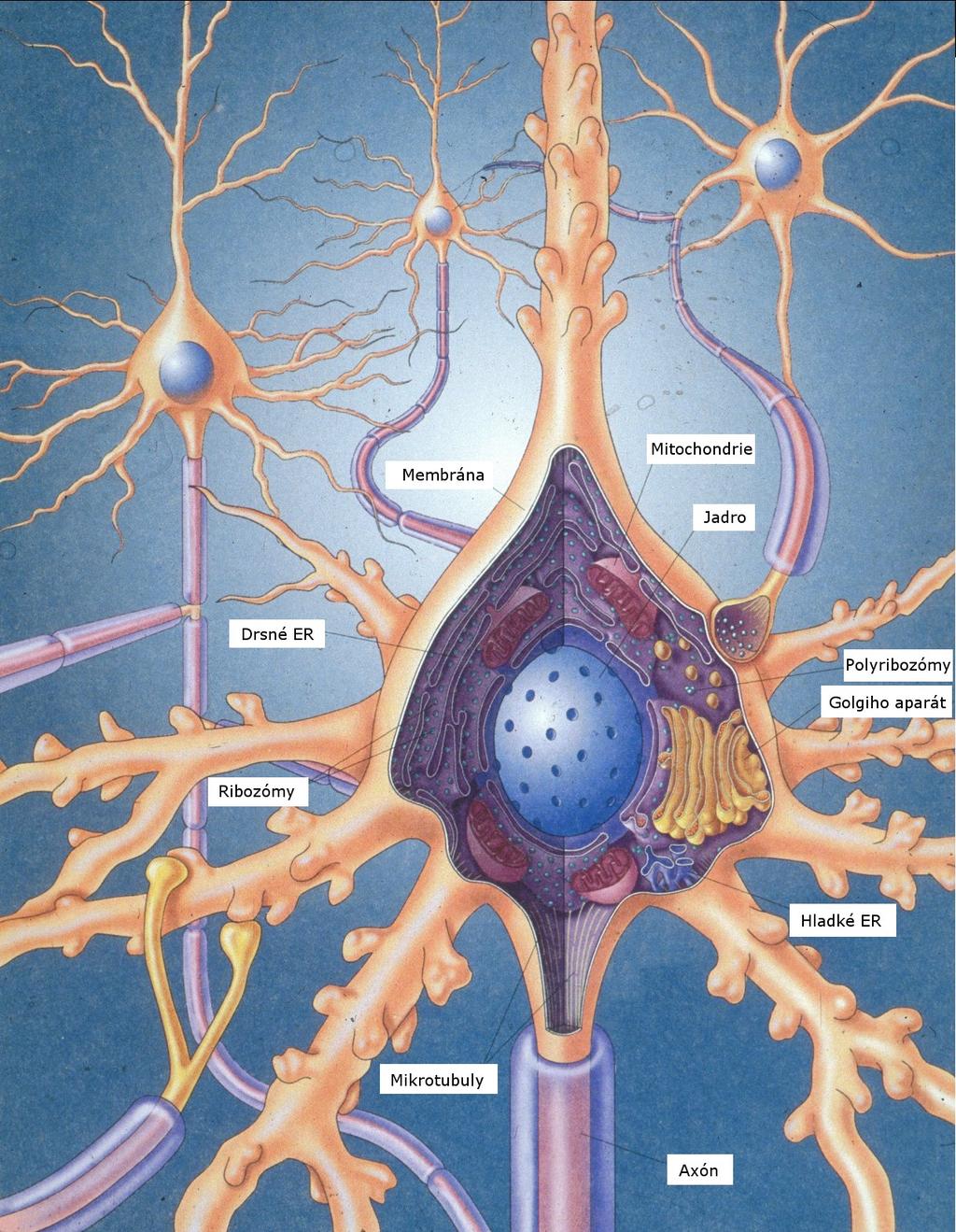 Obrázok 21 (http://www.mb.jhu.edu/tins/media/2004%20neuron%20schema1.jpg) 4.1.1.1 Nervová bunka - Neurón Neurón je z biologického hľadiska bunka, ktorá tvorí nervové tkanivo.
