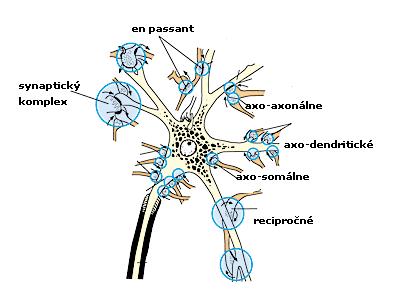 nervovým bunkám vytvárať zmenu potenciálu ako reakciu na konkrétny podnet. Každý neurón pôsobí ako rozhodovací prvok v rámci neurónovej siete.