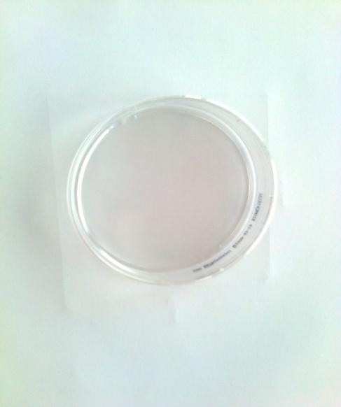 3.4) sterilni nastavki za pipete (1 ml) avtomatska pipeta (1 ml) gojišče PCA (ang. Plate count agar, za določanje skupnega št.