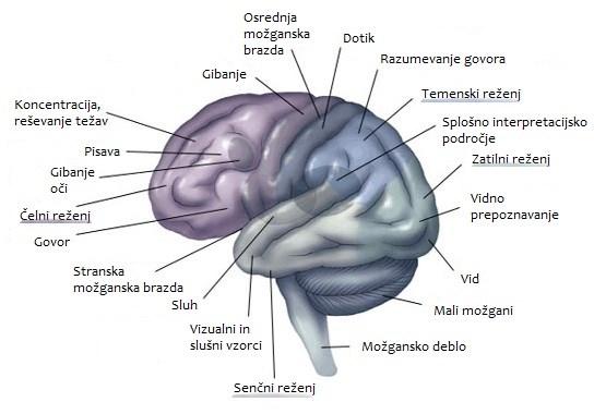 Slika 2: Zunanja anatomija možganov in možganski centri Nevrologom je z eksperimenti uspelo ugotoviti katera območja možganov so zadolžena za določena dejanja.