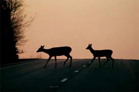 .. Deer in the headlights Realistic driving