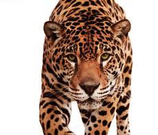 22 lr (1:16) 5 22 WMR (1:16) 5 MAGAZINE LENGTH OF FINISH CHEEKPIECE TYPE TRIGGER SIGHTS PULL (KG) cz 455 jaguar