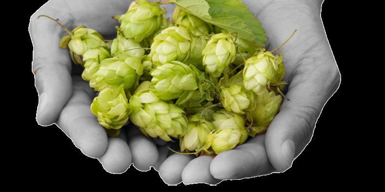 Innovation tracks Dry-hopped beers Extremely popular Rapidly growing demand worldwide Larger breweries Moving into the