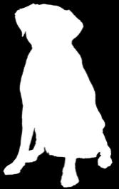 Polyurethane Labrador