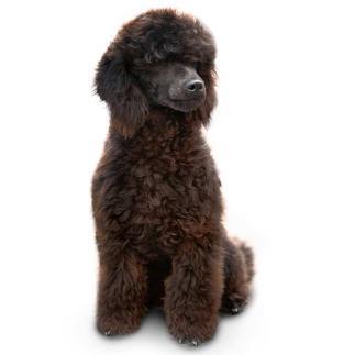 Or a 2K Solventborne Polyurea Dogs Polyurethane Labrador Retriever Polyurea Poodle Chocolate Lab Yellow Lab Standard Poodle Toy Poodle
