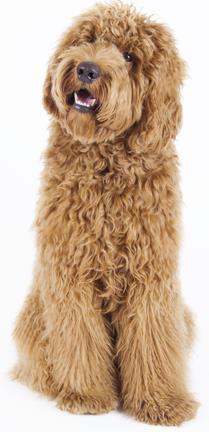 However, you can have Hybrids of these technologies, such as: Dogs Polyurethane Labrador Retriever Polyurea Poodle Chocolate Lab Yellow Lab 2K SF PU Labradoodle Leo Standard Poodle Toy