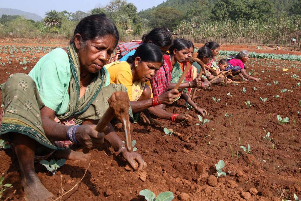 May 2013 INDIA Women work together on a small farm in Gayalapada village, Orissa, India. The family farms use a surface treadle pump, which ensures adequate irrigation and good harvests.
