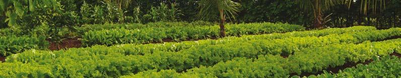 MICRODRIP INTEGRAL DRIPPER APPLICATIONS Row crops irrigation (very short irrigation lines). Family Drip Systems. Nurseries & Kitchen gardens.