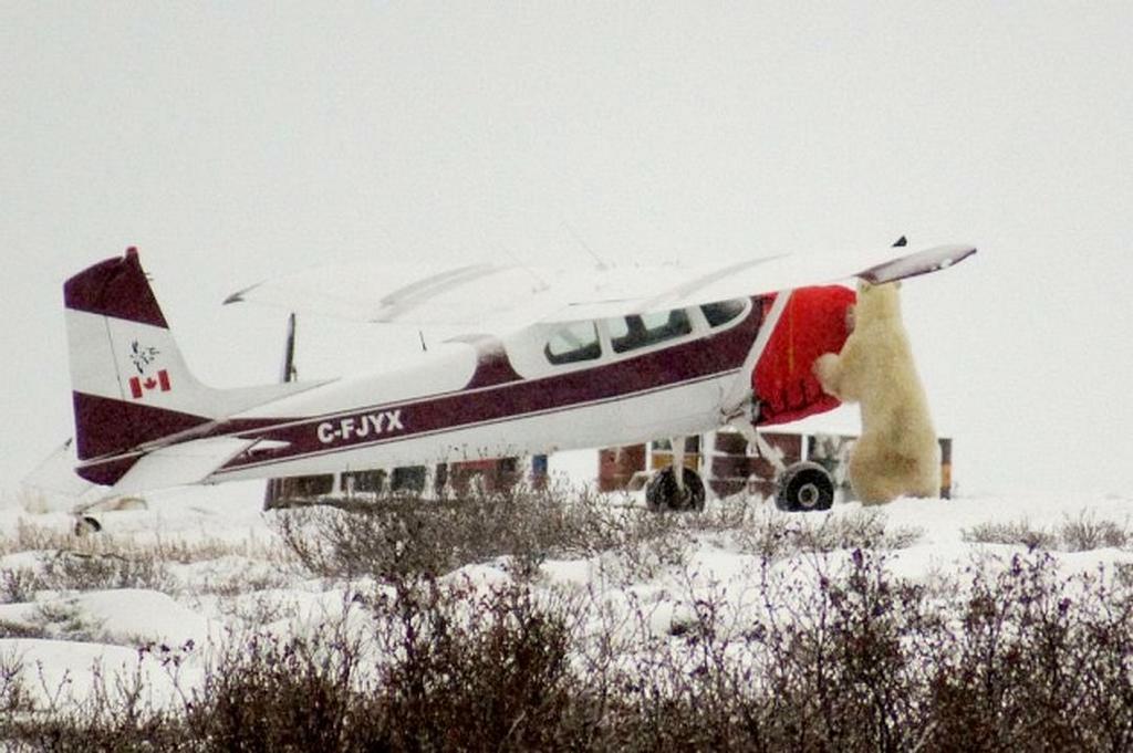 Polar bear completing