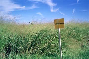 Switchgrass A plentiful, warm-season perennial
