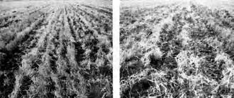 FIGURE 5. Trash Burial with 47 Degree Sweeps at 75 mm Depth at 6 km/h (Left) and 10 km/h (Right).