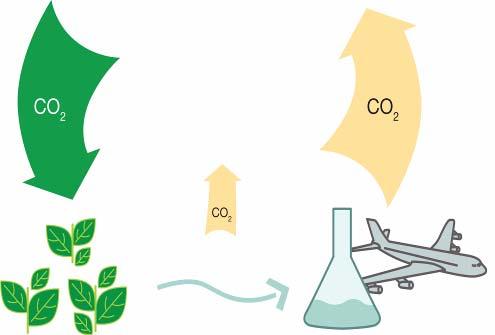 underground Plant feedstocks re-absorb CO 2 emissions as