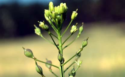innovation needed; GMO risks Camelina ready: Camelina now Benefits Ready-to-go Can integrate with traditional ag.