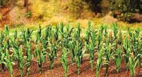 Corn Stalks Faller 272-181250 Green w/tassels pkg(36) Reg. Price: $15.