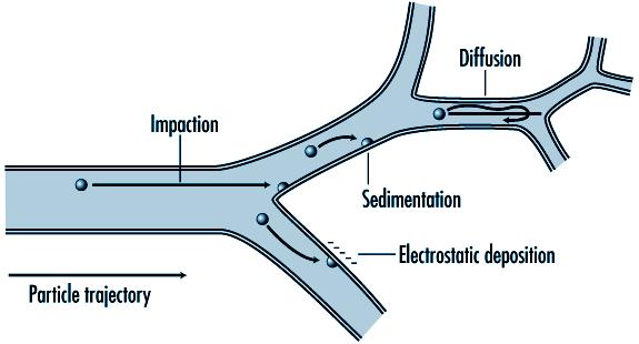 Main deposition mechanisms Impaction Sedimentation