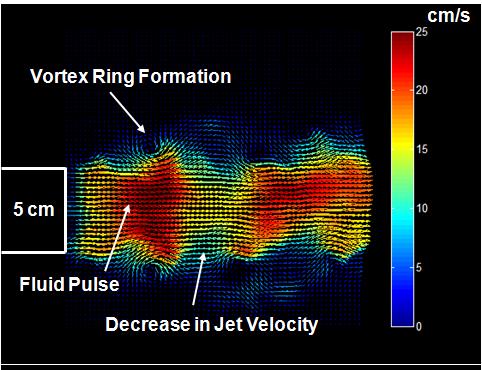 54 (a) Instantaneous Velocity field illustrating vortex ring formation.