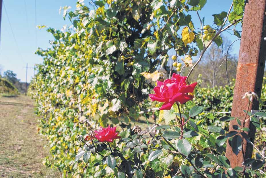 Rose bushes provide a pop