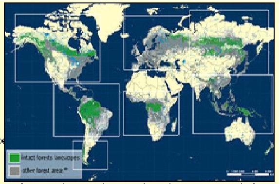 Deforestation in the World and the Amazon Forest Intact Forests in the World (areas larger than 500 km 2 ) According According to to Greenpeace, Greenpeace, Brazil Brazil currently currently has has