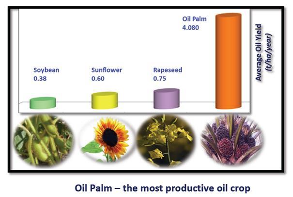 Efficient and Highly Productive Oil palm is the most efficient oilseed crop in the world.