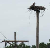 On August 13, linemen arrived at Jefferson Patterson Park and Museum to install two osprey platforms for birds who had built their nest atop