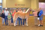 The IHHA 4-H Award committee was left in want of four more Haflingers to