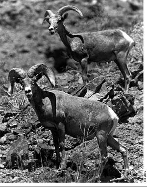 Bighorn Sheep (Ovis canadensis) Natural History Arizona s bighorn sheep population, consisting of both Rocky Mountain and desert races, is currently estimated at about 6,000 animals a severe