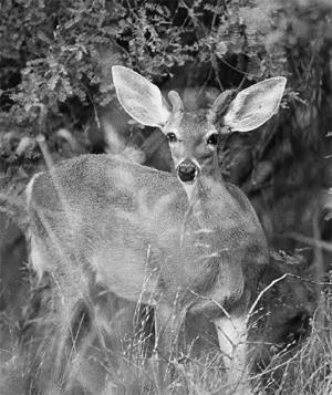White-tailed deer distribution white band across the muzzle.