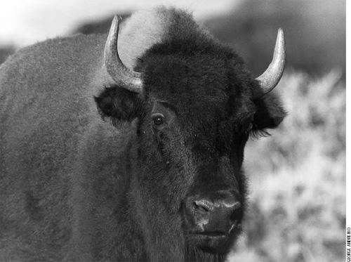 Buffalo (Bison bison) Natural History Although these animals are not native to Arizona, American bison, more commonly known as buffalo, are found at two wildlife areas managed by the Arizona Game and
