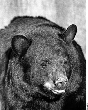 Black Bear (Ursus americanus) Natural History Black bears in Arizona are found in a variety of habitats, including subalpine and montane conifer forests, riparian forests, evergreen woodlands, and