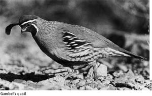 Small Game Quail Arizonans have the privilege of hunting three species of quail four, if the few California quail found along the Little Colorado River drainage in Apache County are included.