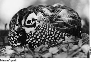 During the years that followed, quail seasons and bag limits varied in response to quail numbers and the success of the hatch, which in some years, such as 1946-48, was so poor that no season was