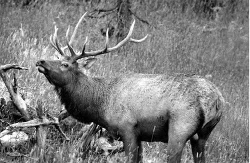 Elk (Cervus elaphus) Natural History Elk were at one time thinly distributed in Arizona from the White and Blue mountains westward along the Mogollon Rim to near the San Francisco Peaks.