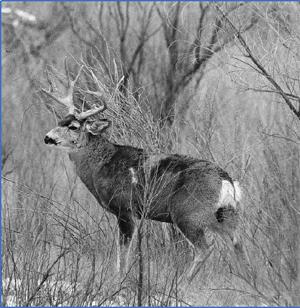 Deer Two species of deer occur in Arizona, the mule deer (Odocoileus hemionus) and the white-tailed deer (Odocoileus virginianus).