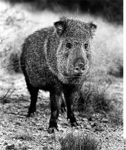 Natural History The javelina, or collared peccary, is of tropical origin and only recently arrived in the Southwest.