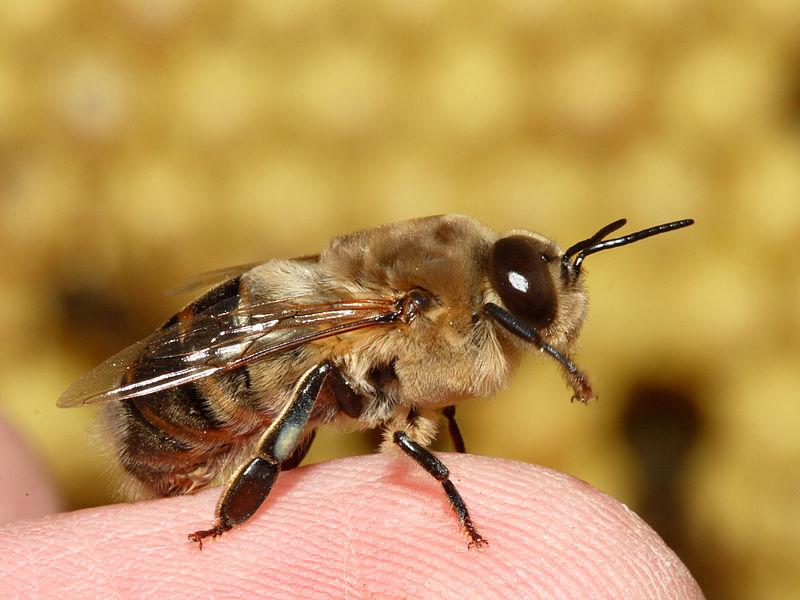 Definition Drone (bee) From Wikipedia, the free encyclopedia Drones are male honey bees. They develop from eggs that have not been fertilized, and they cannot sting.