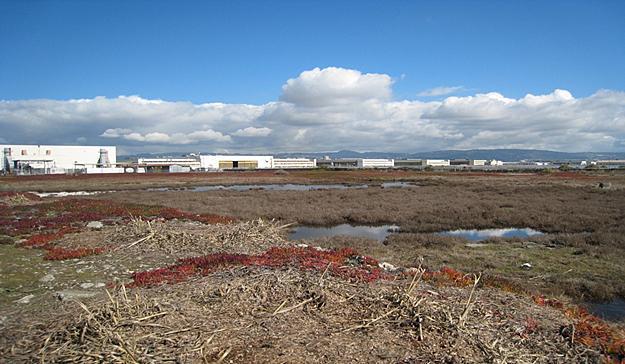 of Former NAS Alameda Hangars from within the VA Transfer Parcel Figure 3.