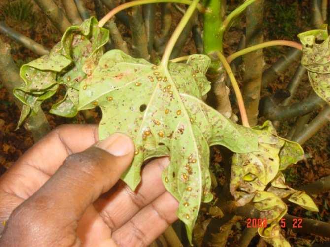In plantations serious problems have been reported with fungi, viruses and