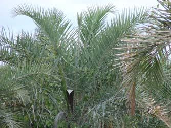 Why Native Palms?