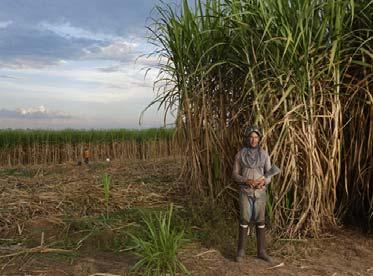 Intercropping Yields/Hectare + + 4-5 tons oil + 60 tons of biomass Native Palm Sugar Cane Plantation Brazil Points to Ponder Current generation of biofuels & feedstock useful to reach 5% targets but