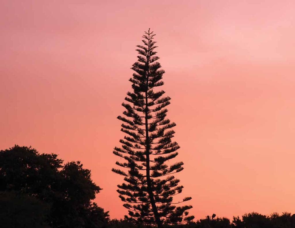 A Norfolk Island Pine stands tall