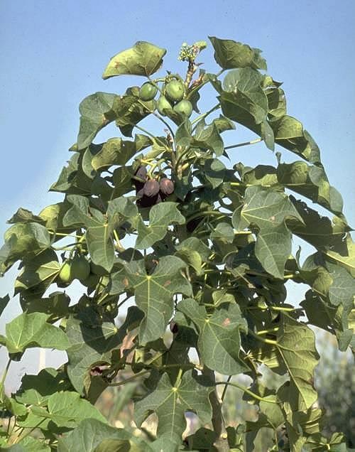 Jatropha Curcas: PPO well suited for converted Diesel engines Sturdy Tropical Plant Can do with rainfall down to 300 mm/year.