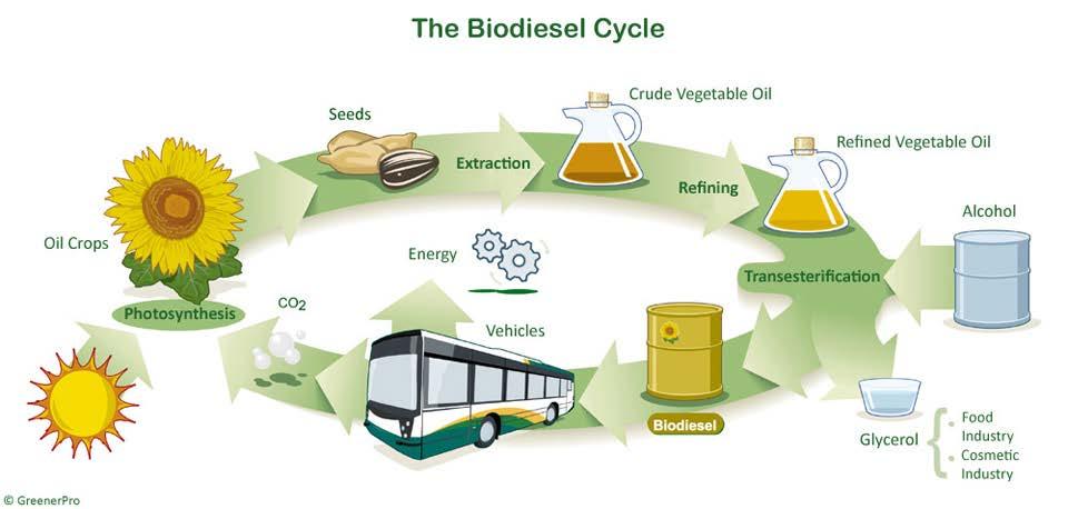Biodiesel What is biodiesel? It refers to a vegetable oil or an animal fat-based diesel fuel consisting of long-chain alkyl esters.