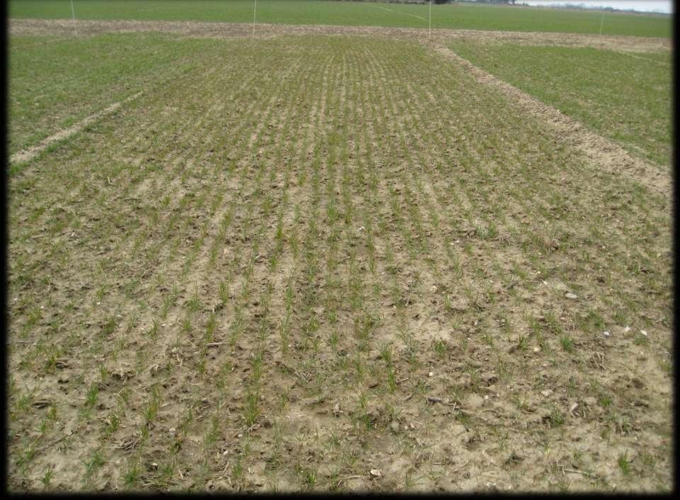 Yield from Low Ground Pressure Trial Cranfield University and TAG Plot 7 Zero Traffic Plot 8 Normal traffic Plot