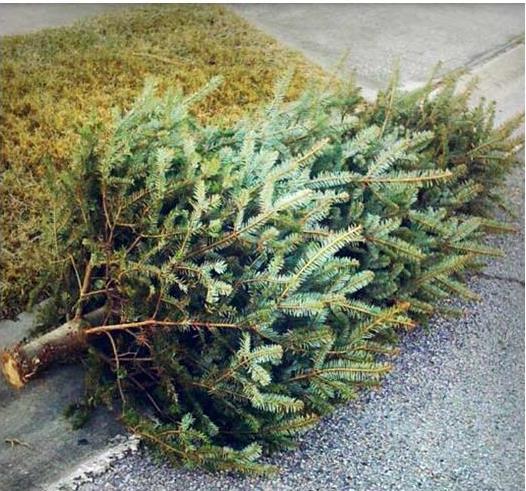 Live Christmas Tree Recycling The City s solid waste contractor, Republic Waste, will be collecting live Christmas trees for recycling on January 3rd and 4th and on January 10th and 11th.